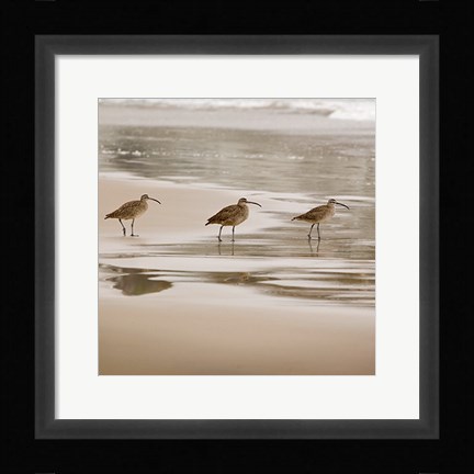 Framed Shore Birds II Print