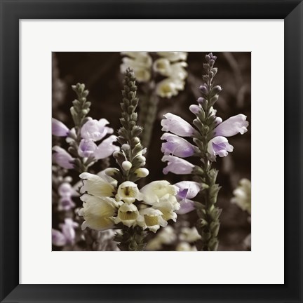 Framed Hint of Spring V Print