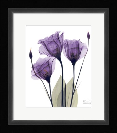 Framed Gentian Hope Print