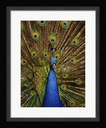 Framed Peacock Print