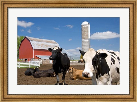 Framed Cows, red barn, silo, farm, Wisconsin Print