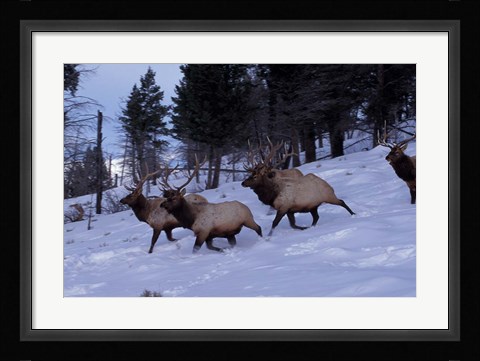 Framed Elk or Wapiti, Yellowstone National Park, Wyoming Print