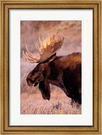 Framed Bull Moose, Grand Teton National Park, Wyoming Print