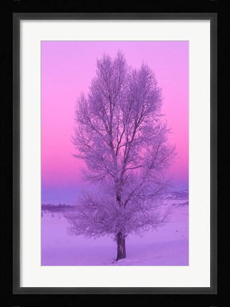 Framed Landscape, Yellowstone National Park, Wyoming Print