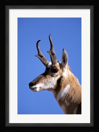 Framed Wyoming, Yellowstone NP, Male Pronghorn Wildlife Print