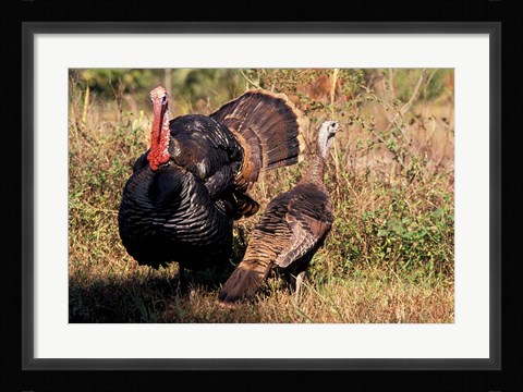 Framed Wild Turkey Tom and Hen Print