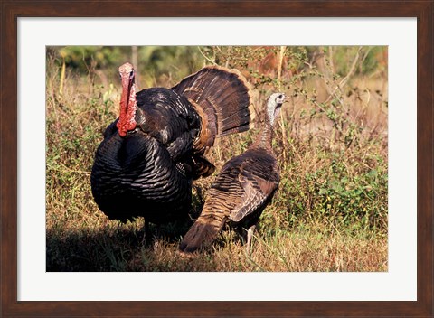 Framed Wild Turkey Tom and Hen Print