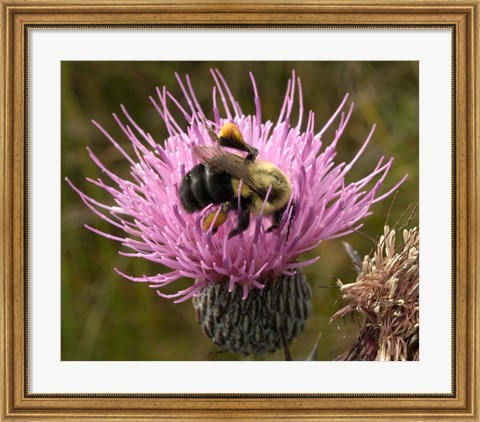 Framed Thistle and bumble bee Print