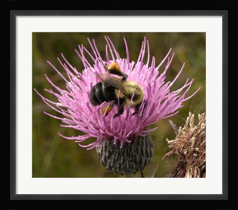 Framed Thistle and bumble bee Print