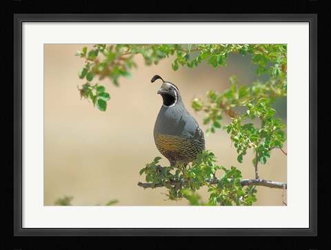 Framed Quail Print