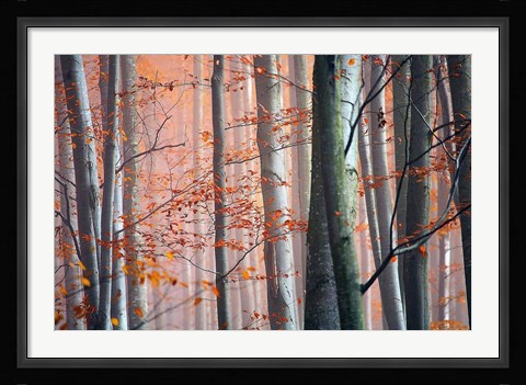 Framed Autumn Woods Print