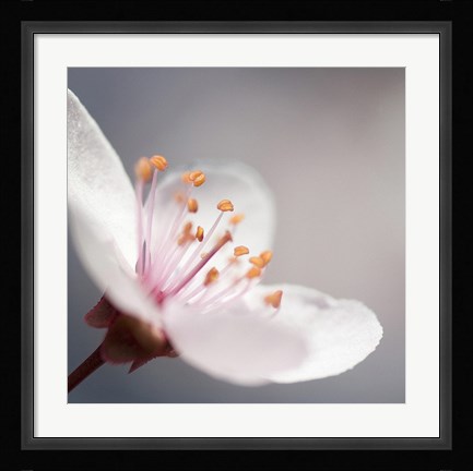Framed Cherry Flower 1 Print