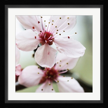 Framed Cherry Flower 2 Print