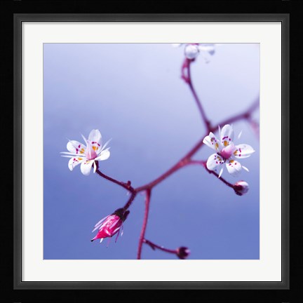 Framed Cherry Flower 3 Print