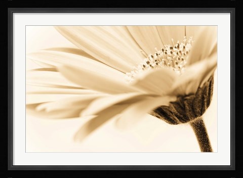 Framed Daisy Print