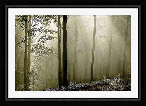 Framed Green Woods 2 Print
