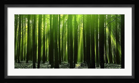 Framed Green Woods 3 Print