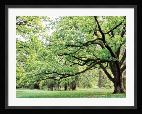 Framed Green Woods 4 Print