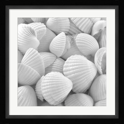 Framed Shells 3 Print