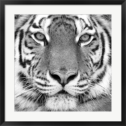 Framed Tiger Print