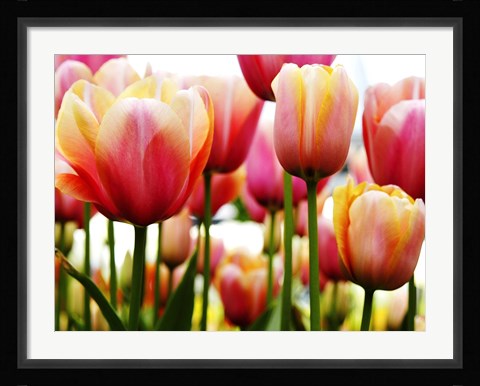 Framed Tulip Print