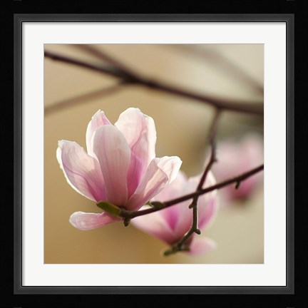 Framed Tulip Tree 1 Print