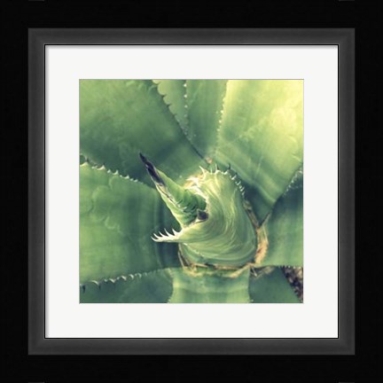 Framed Succulent II Print