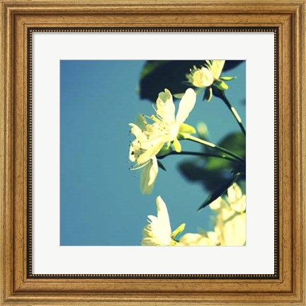 Framed Summer Blossom I Print
