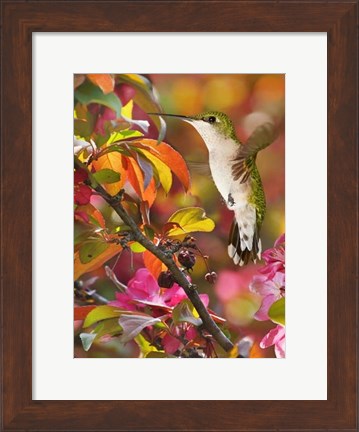 Framed Flower Dance XVII Print