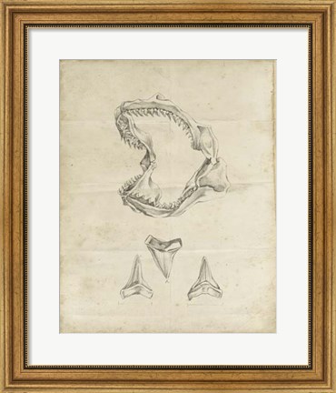 Framed Shark Study II Print