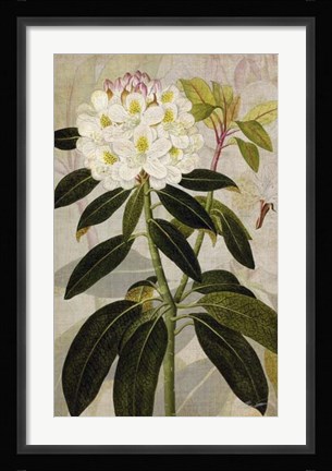 Framed Rhododendron I Print