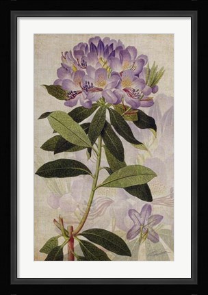 Framed Rhododendron II Print