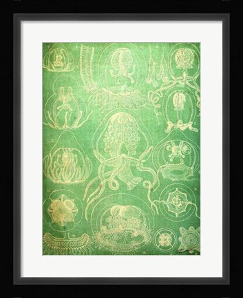 Framed Sealife IV Print