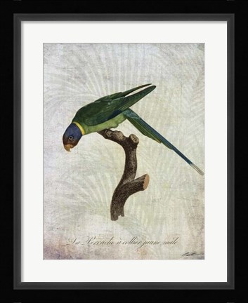 Framed Parrot Jungle IV Print