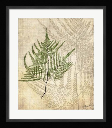 Framed British Ferns V Print