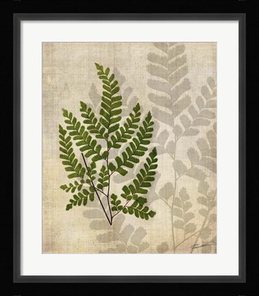 Framed British Ferns VI Print