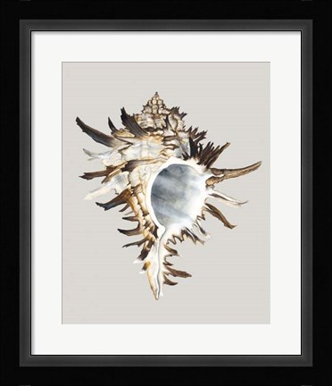 Framed Black Murex Print