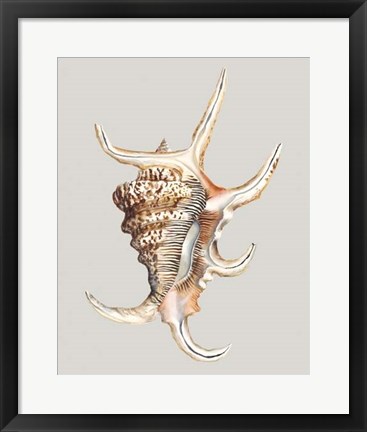 Framed Spider Conch Print