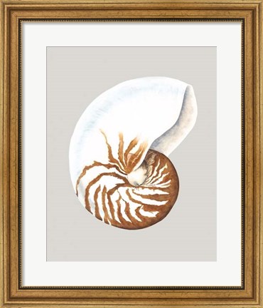 Framed Nautilus Print