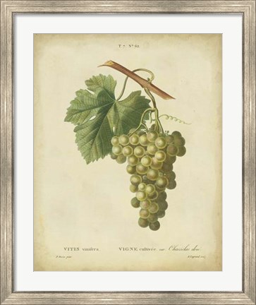 Framed Antique Bessa Grapes II Print