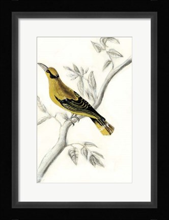 Framed Rustic Aviary II Print