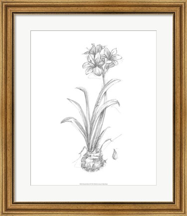 Framed Botanical Sketch II Print