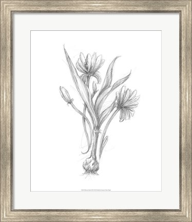 Framed Botanical Sketch III Print