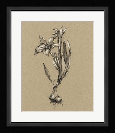 Framed Botanical Sketch Black &amp; White I Print