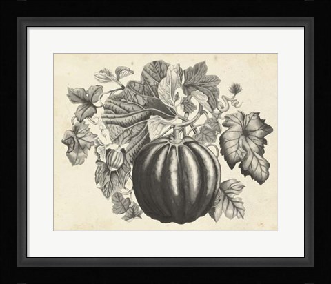 Framed Sepia Squash I Print