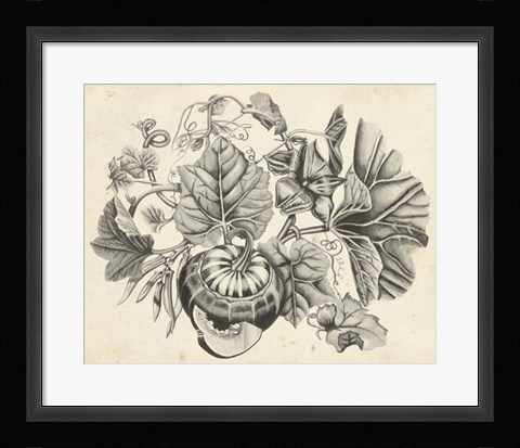 Framed Sepia Squash II Print