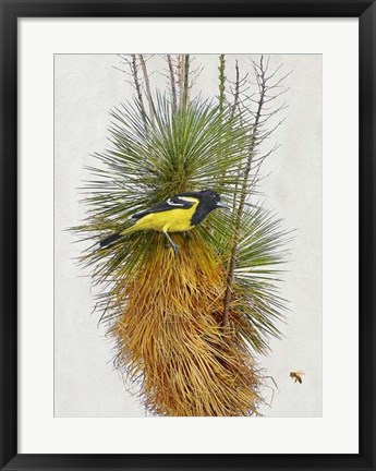 Framed Avian Tropics II Print