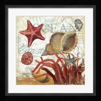 Framed Shell Collector 1I Print