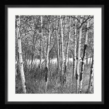 Framed Birch Forest Print
