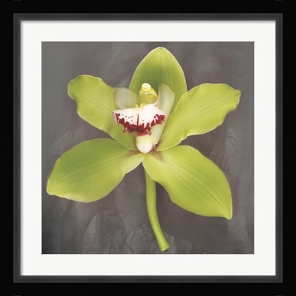 Framed Botanique Print